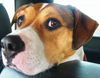 Dog Image